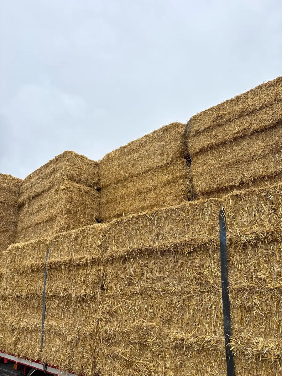 English Barley and Wheat straw - Image 1