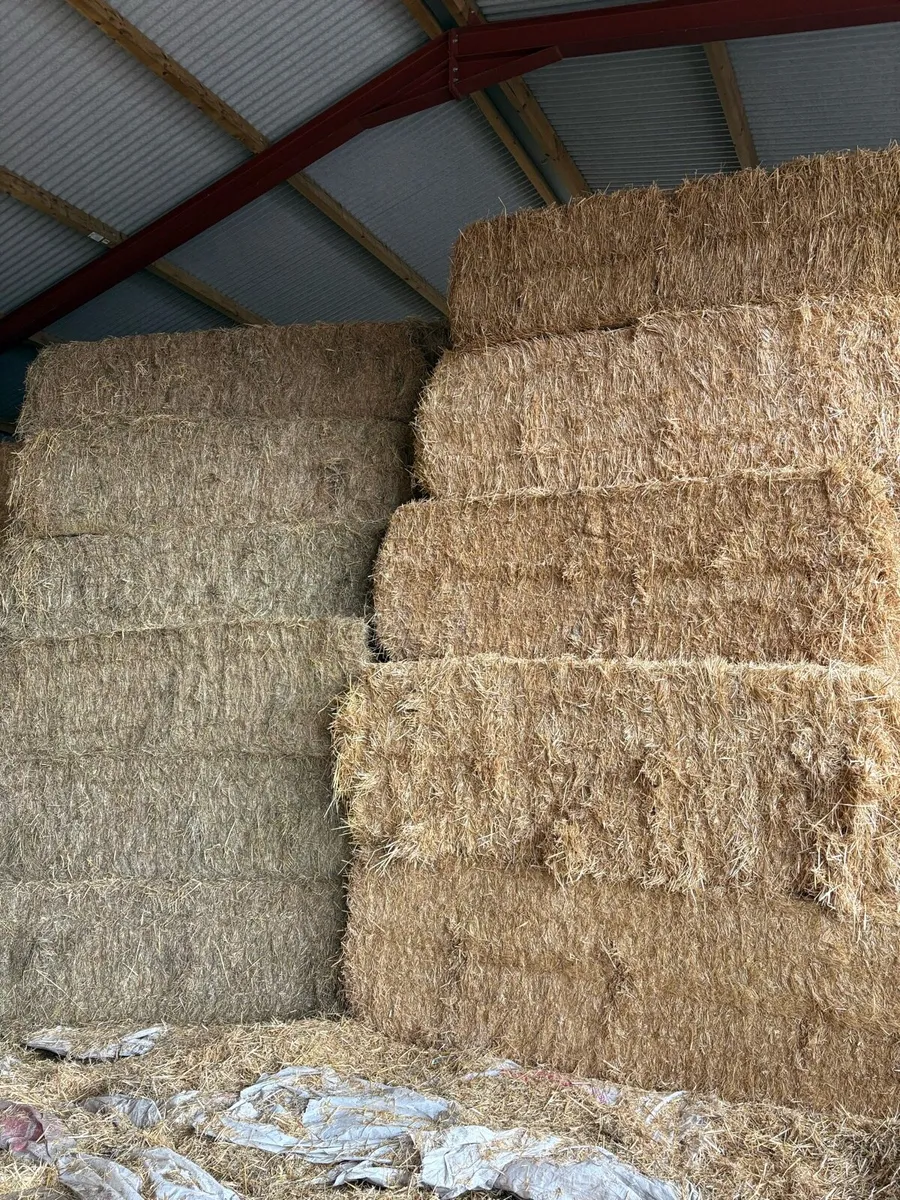 English Barley and Wheat straw - Image 4