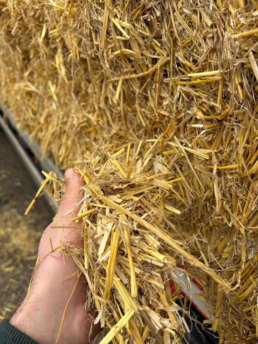 English Barley and Wheat straw - Image 3