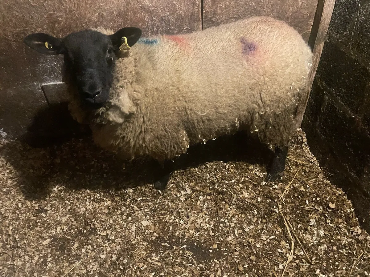 Foster ewe 24/2/26