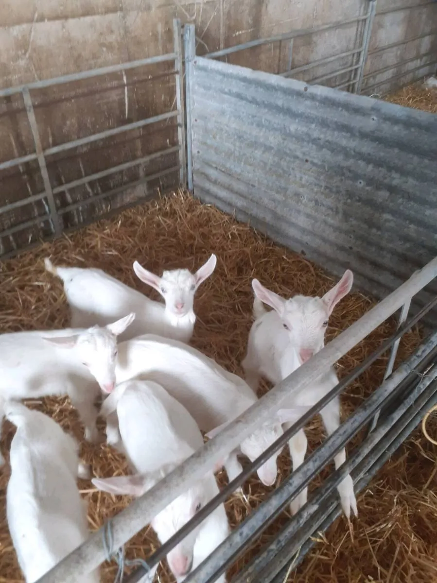 Female kid goatd - Image 1