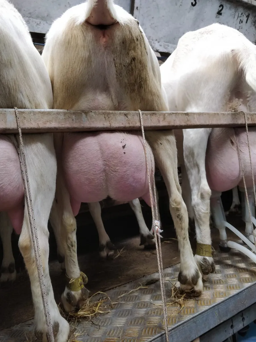 Female kid goatd - Image 3