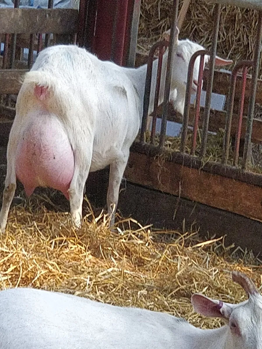 Female kid goatd - Image 2