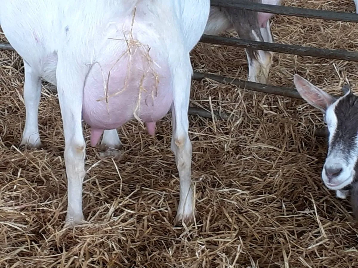 Female kid goatd - Image 4