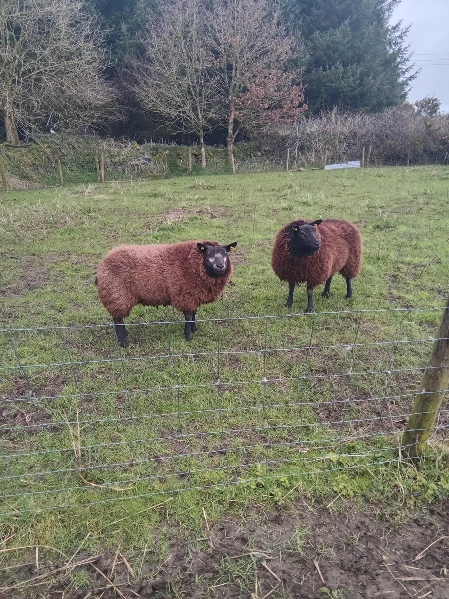 Badger face ewe lambs - Image 2