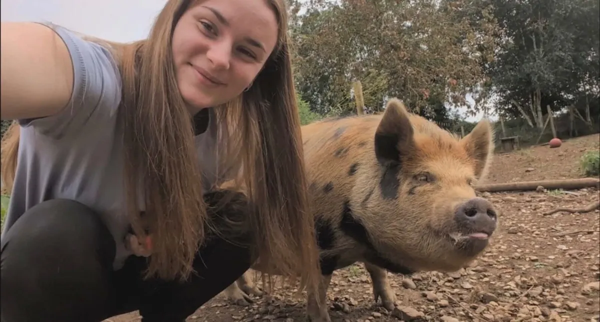 Kune Kune pigs - Image 3