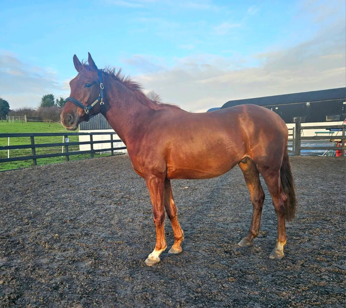 16.3hh 4yr old Gelding out of Glenhill Gold Dam - Image 1