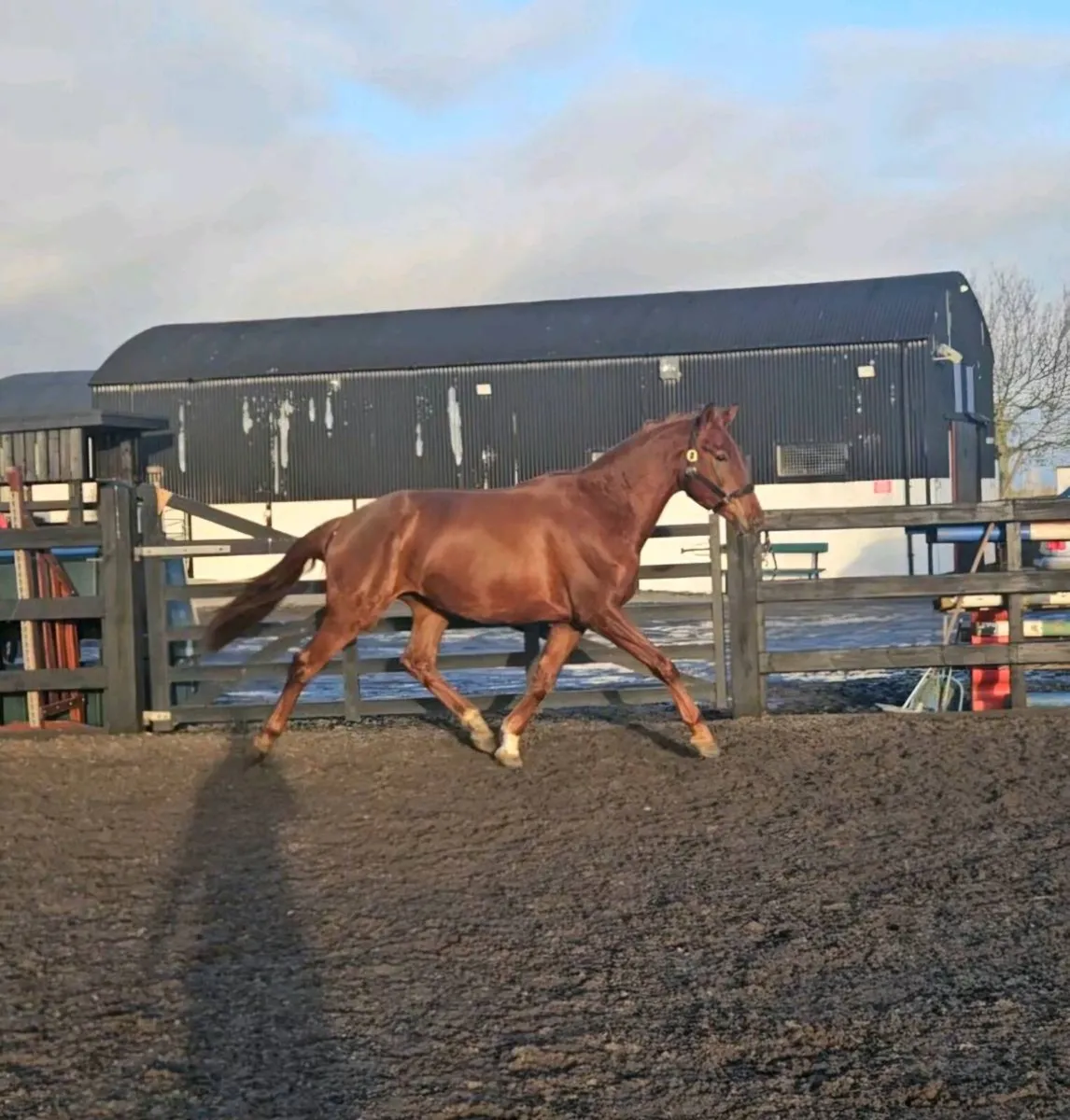 16.3hh 4yr old Gelding out of Glenhill Gold Dam - Image 2