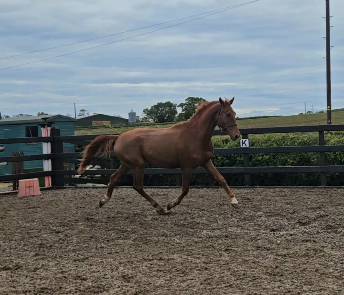 16.3hh 4yr old Gelding out of Glenhill Gold Dam - Image 3