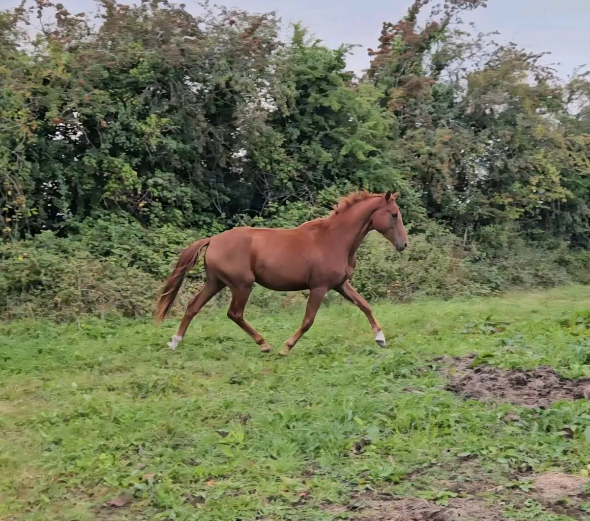 16.3hh 4yr old Gelding out of Glenhill Gold Dam - Image 4