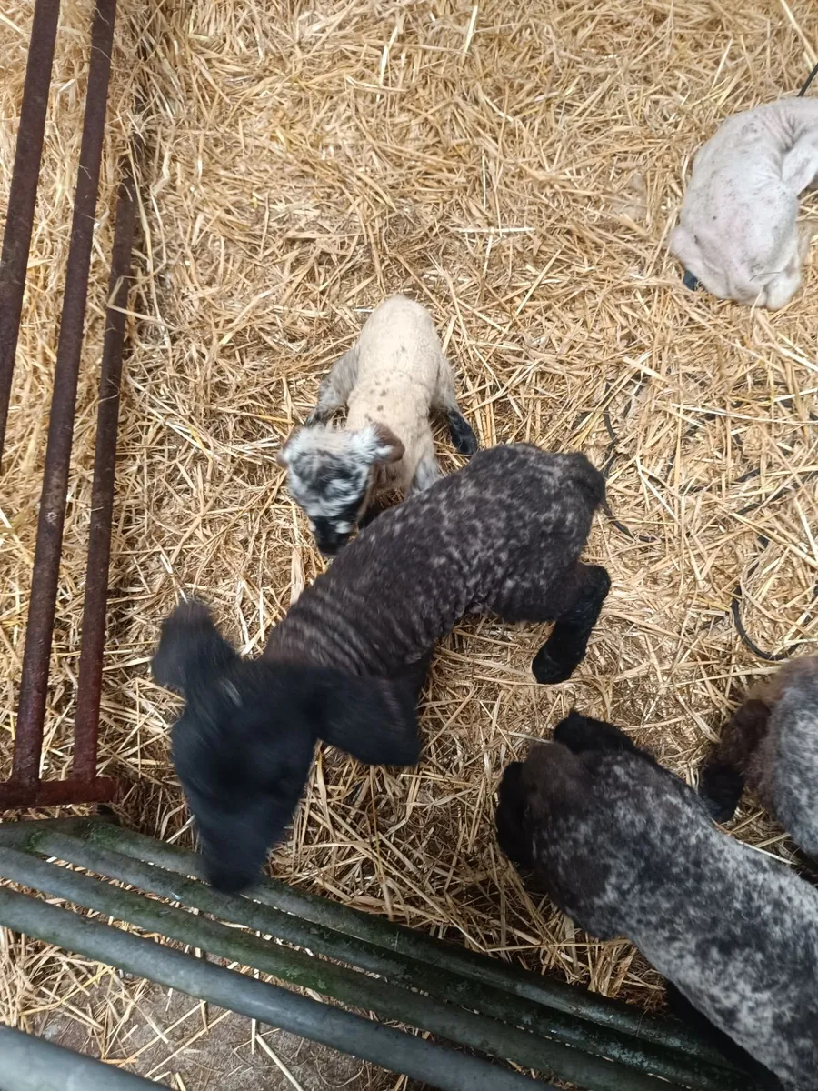 Pet lambs - Image 1