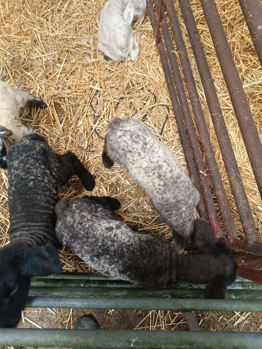 Pet lambs - Image 2