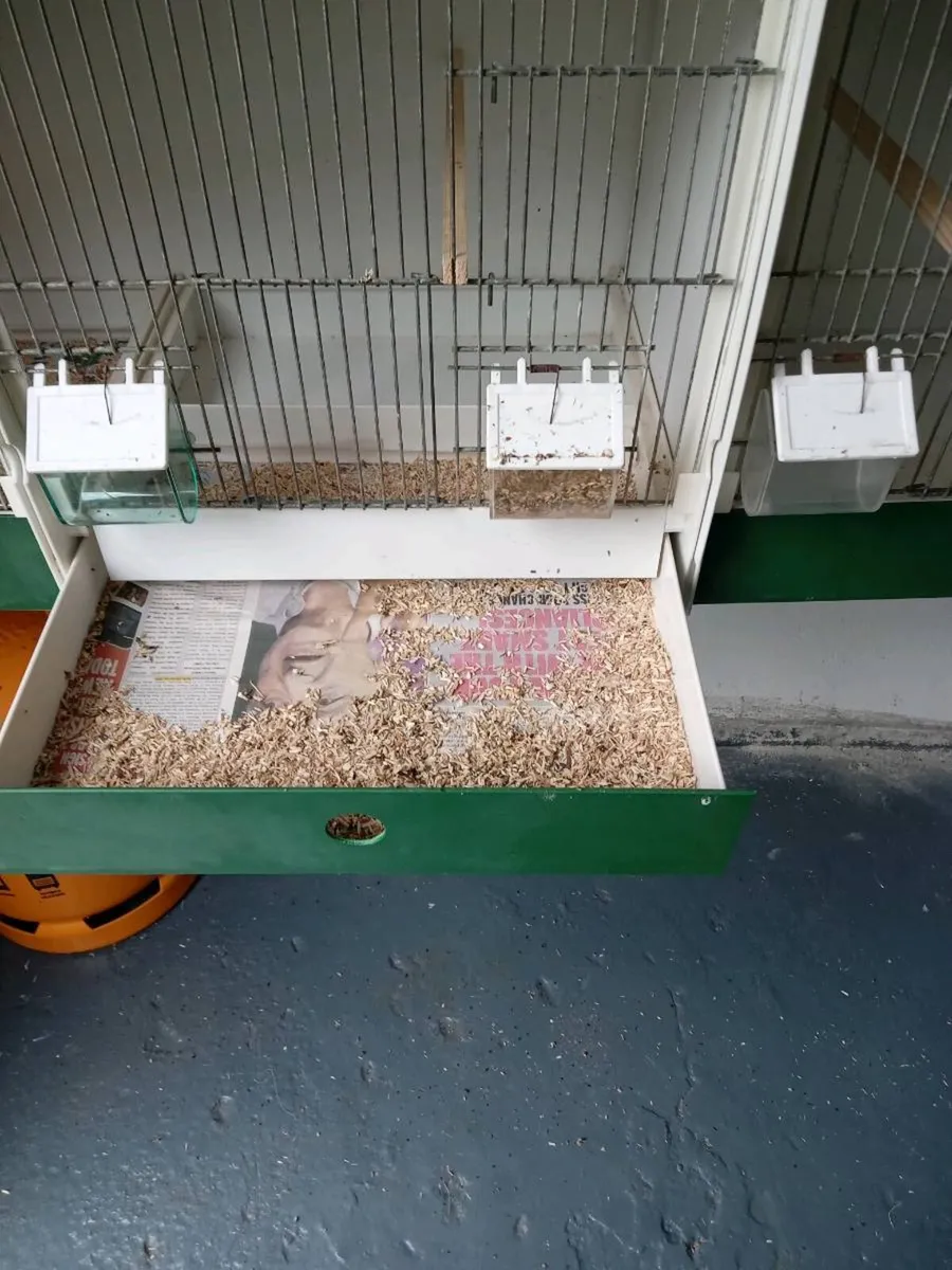 Looking for - Image 1