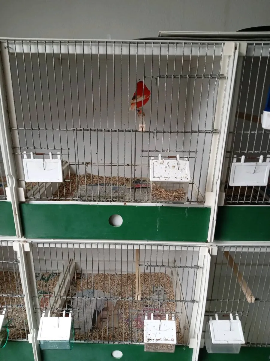 Looking for - Image 2