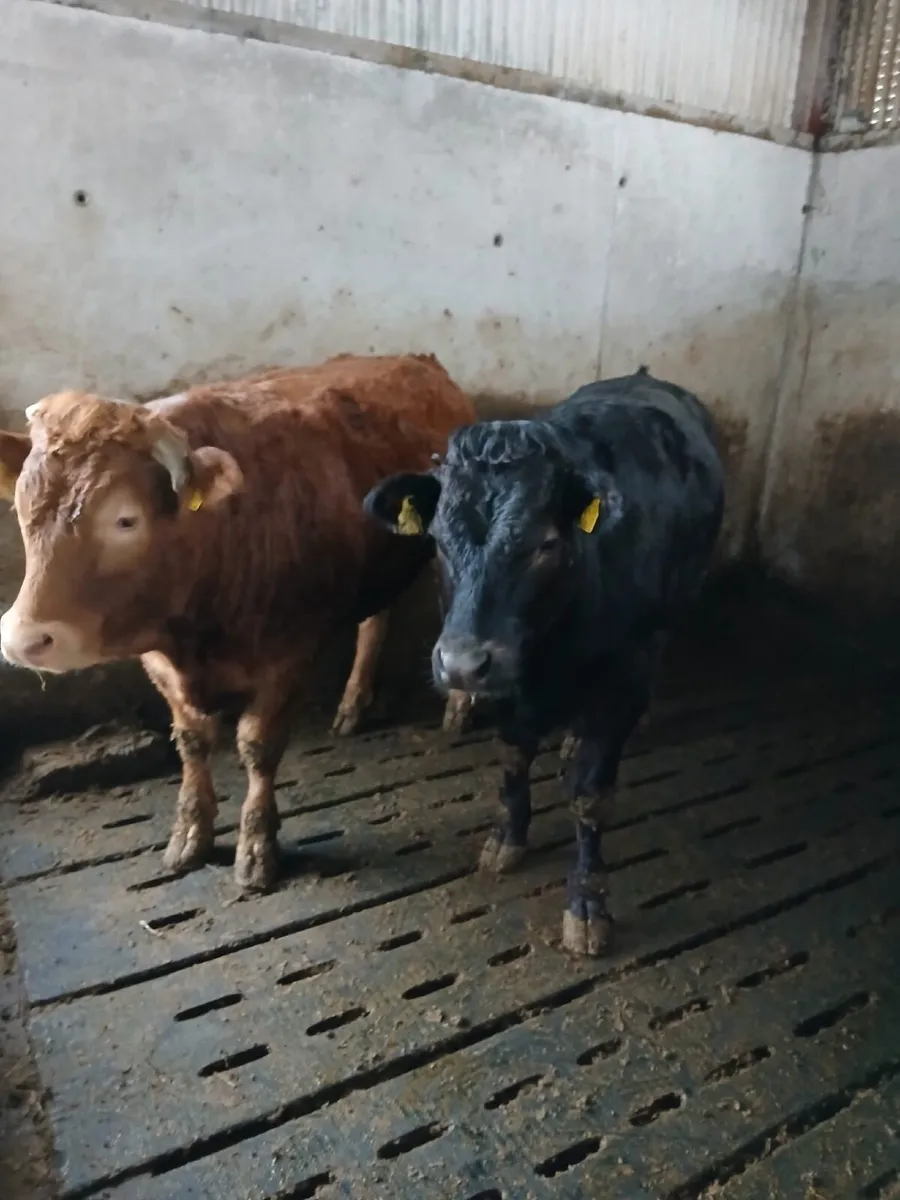 ⚠️⚠️CLONES MART STORE CATTLE ⚠️⚠️ - Image 1