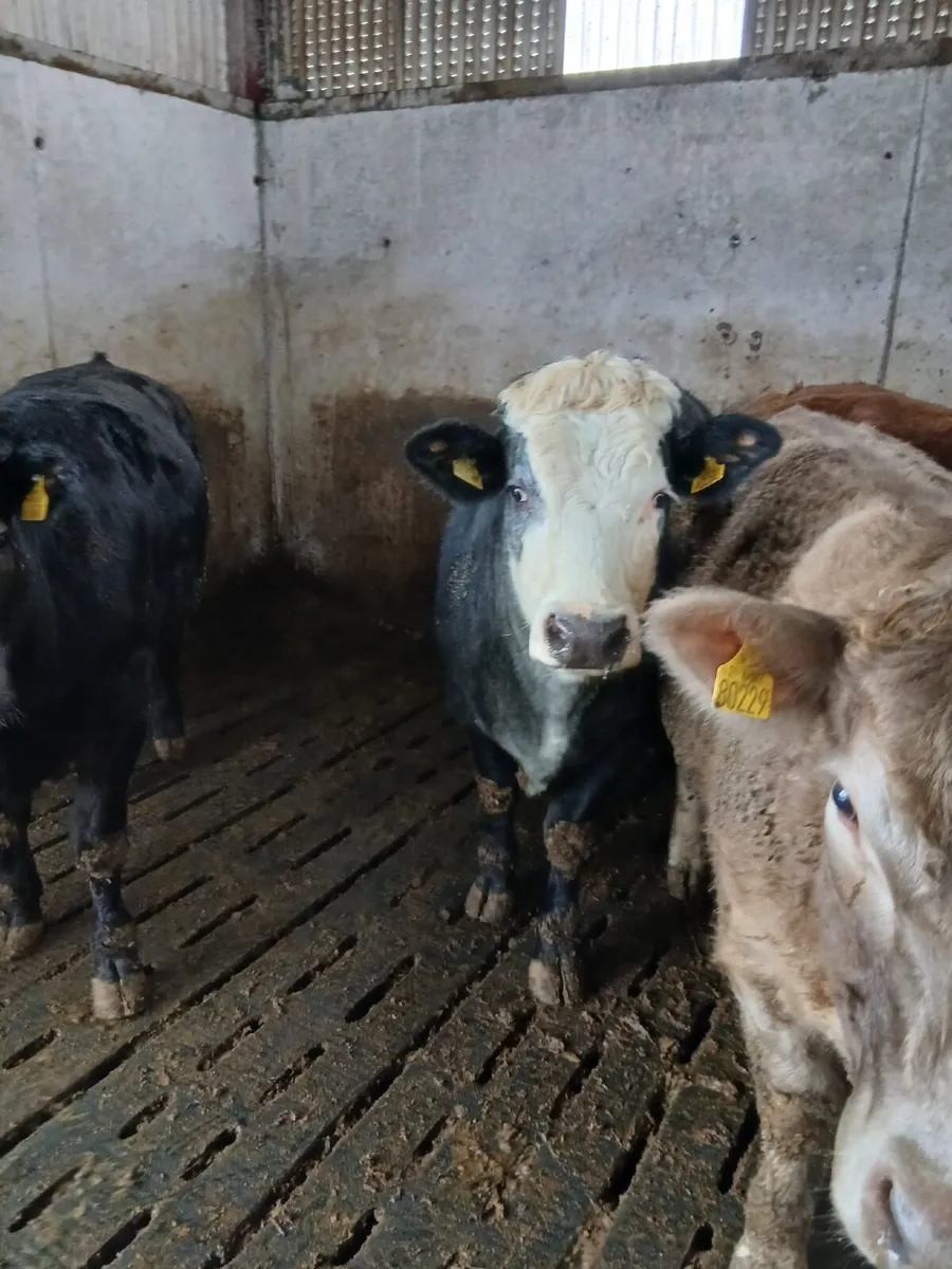 ⚠️⚠️CLONES MART STORE CATTLE ⚠️⚠️ - Image 3