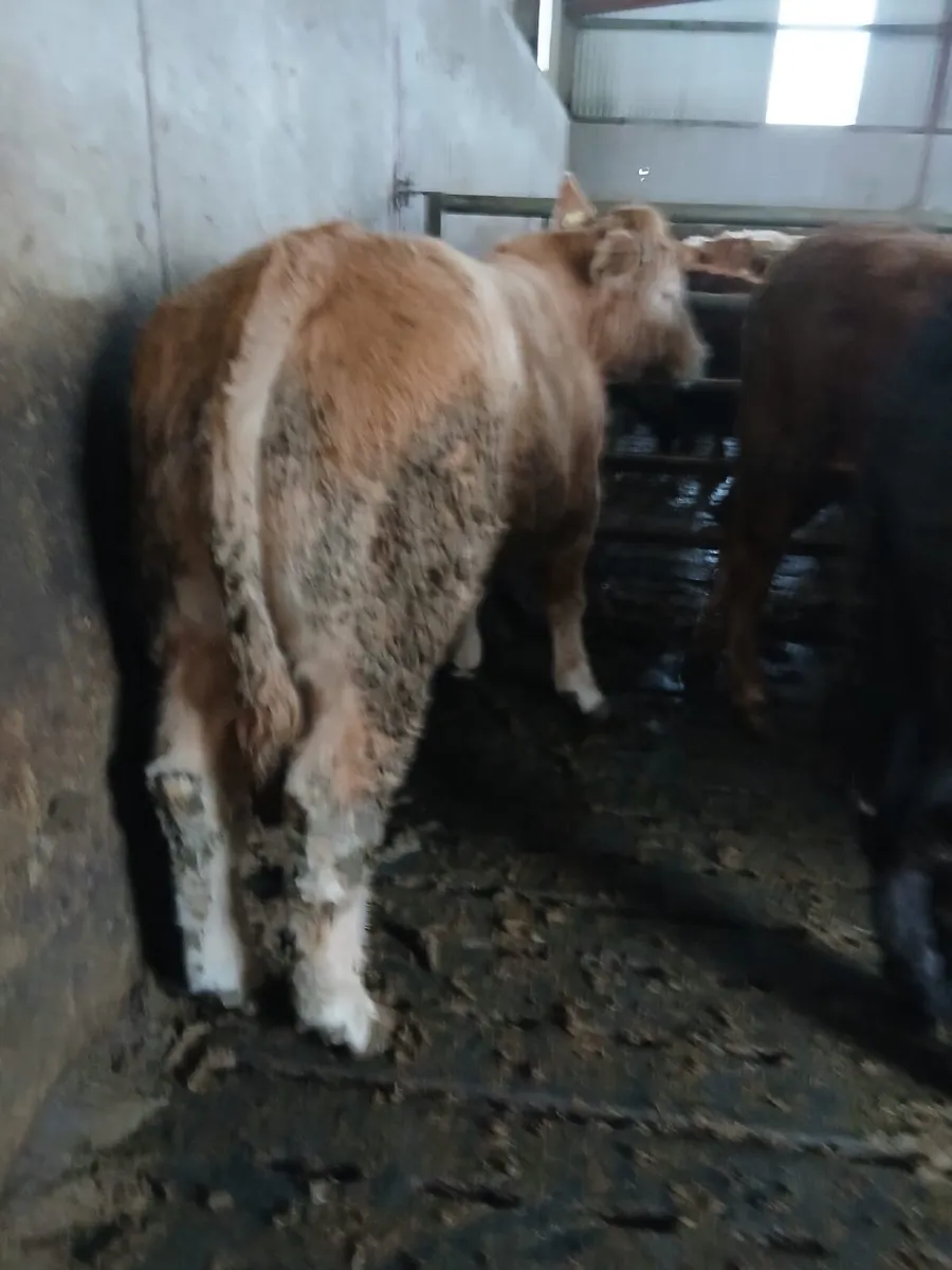 ⚠️⚠️ENTRIES FOR CLONES MART ⚠️⚠️ - Image 4