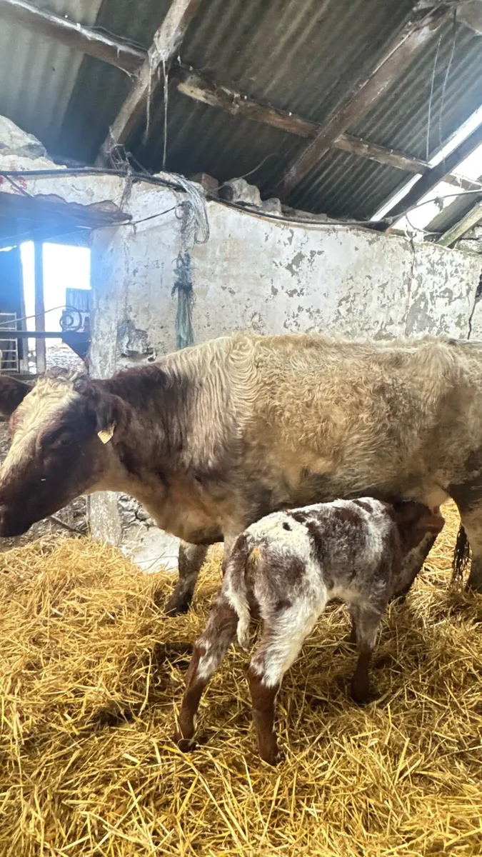 Roan Cow and calf - Image 2