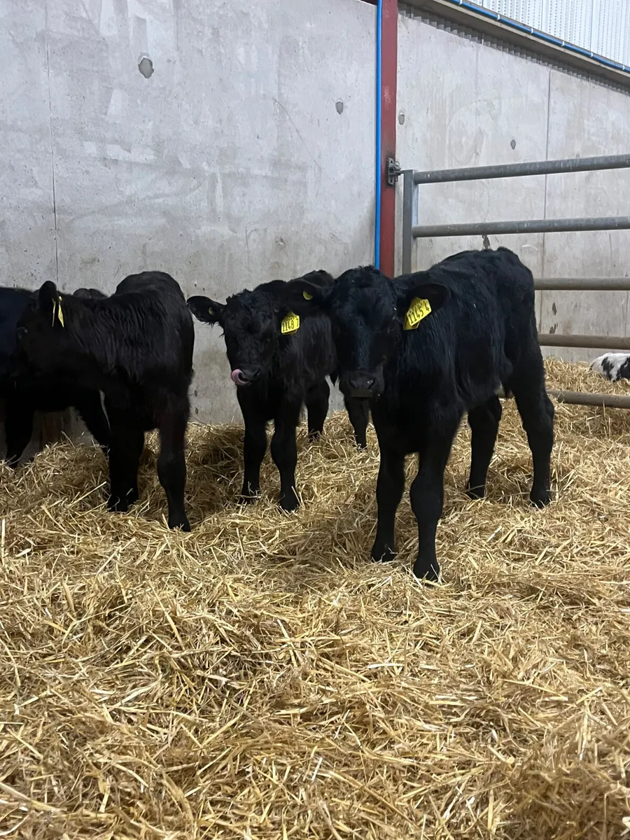 4 Limousine Bull Calves - Image 1