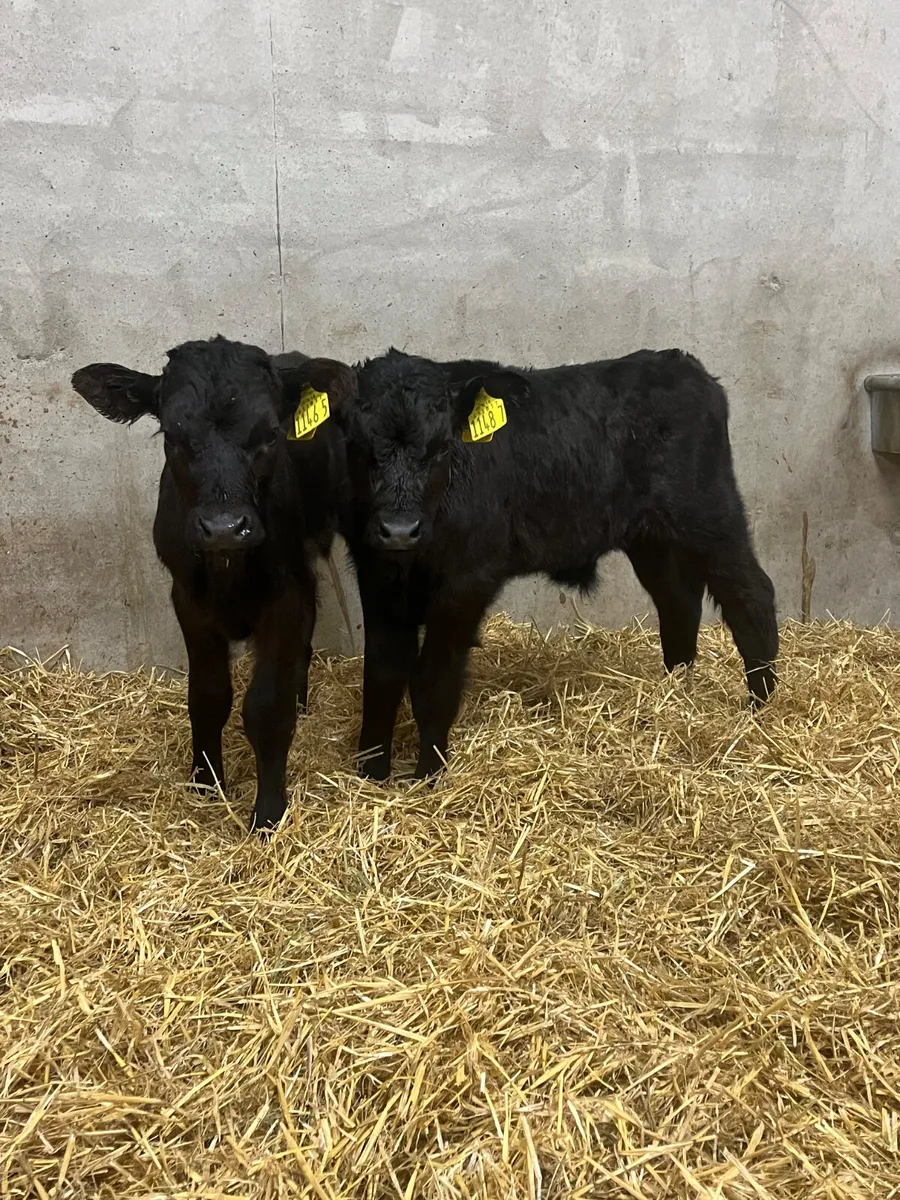 4 Limousine Bull Calves - Image 2