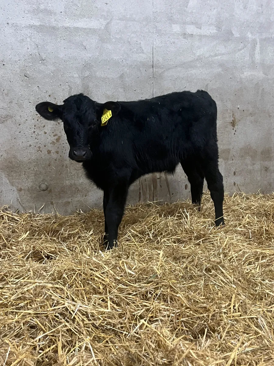 4 Limousine Bull Calves - Image 4
