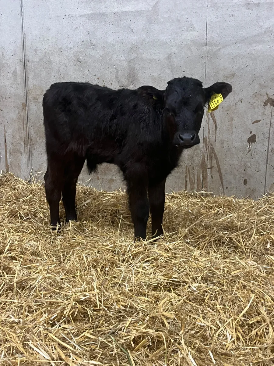 4 Limousine Bull Calves - Image 3