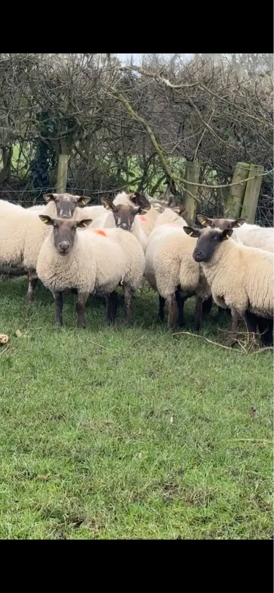 30 outstanding suffolk cheviot cross  ewes - Image 1