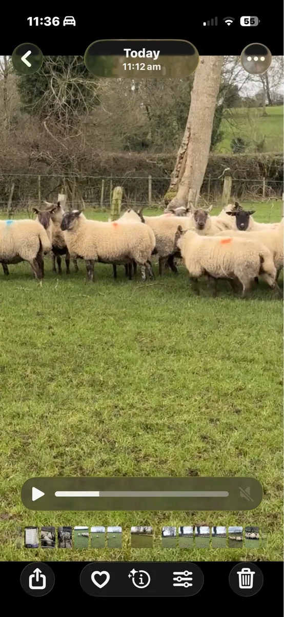 30 outstanding suffolk cheviot cross  ewes - Image 3