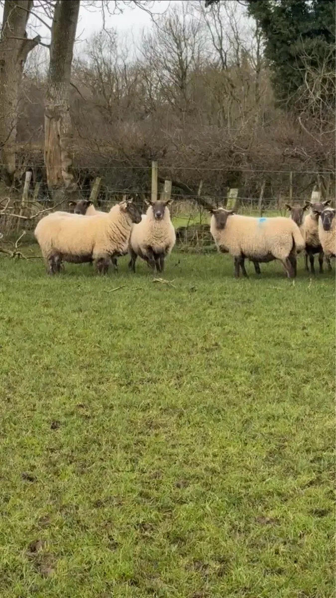 30 outstanding suffolk cheviot cross  ewes - Image 2