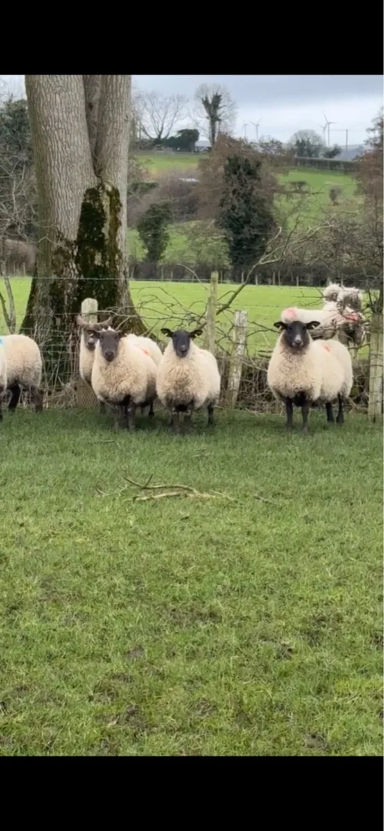 30 outstanding suffolk cheviot cross  ewes - Image 4