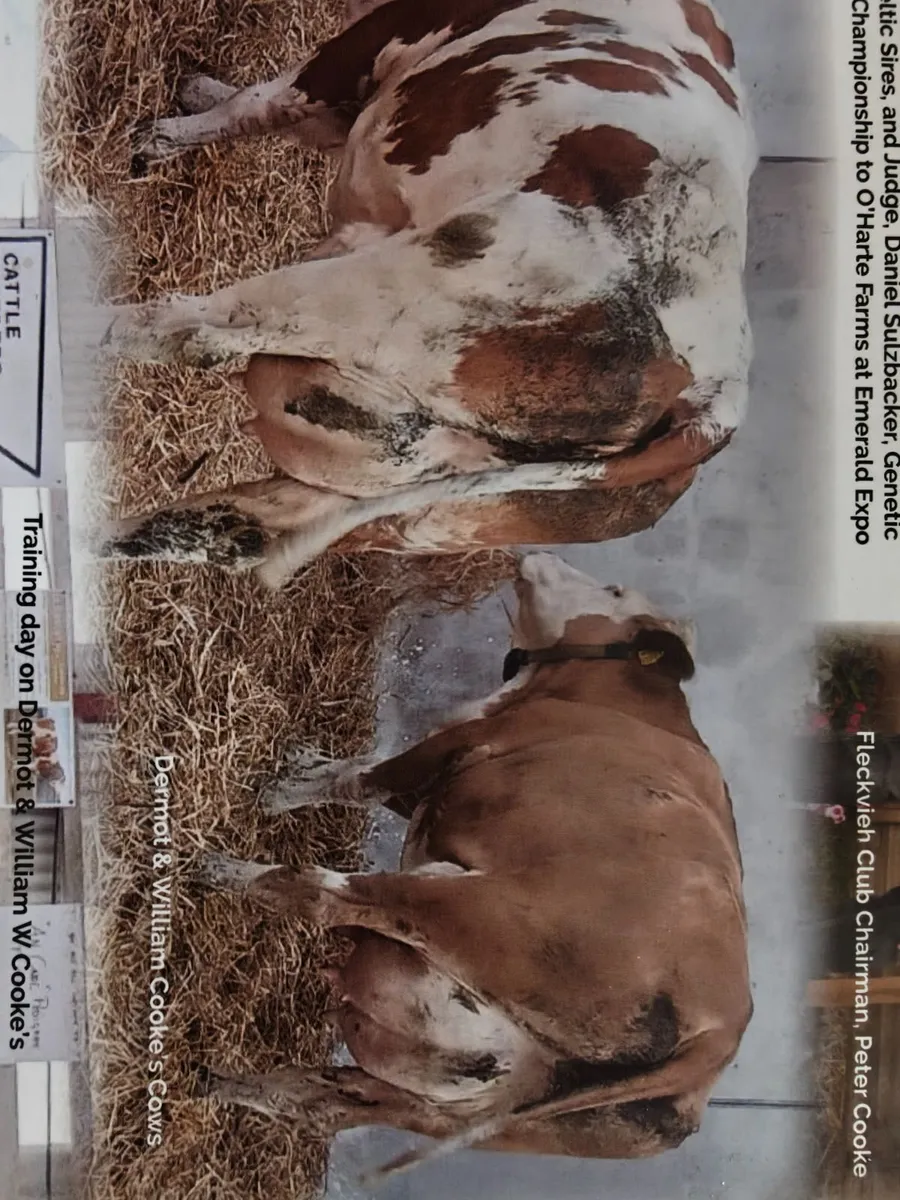 Fleckvieh Bulls - Image 1