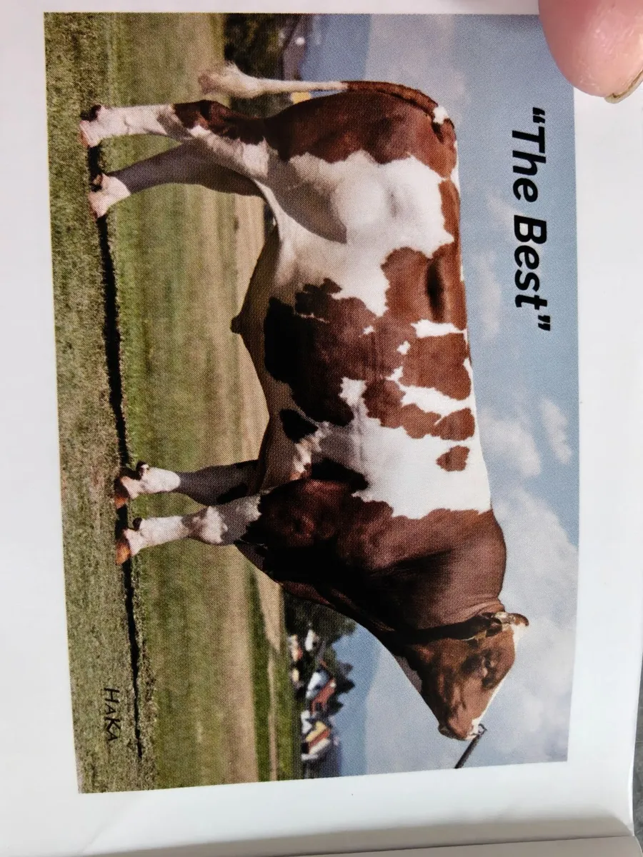 Fleckvieh Bulls - Image 2