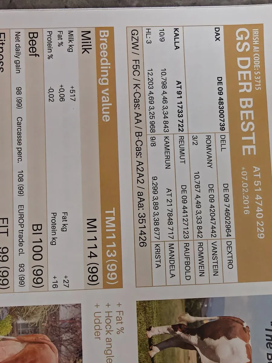 Fleckvieh Bulls - Image 3