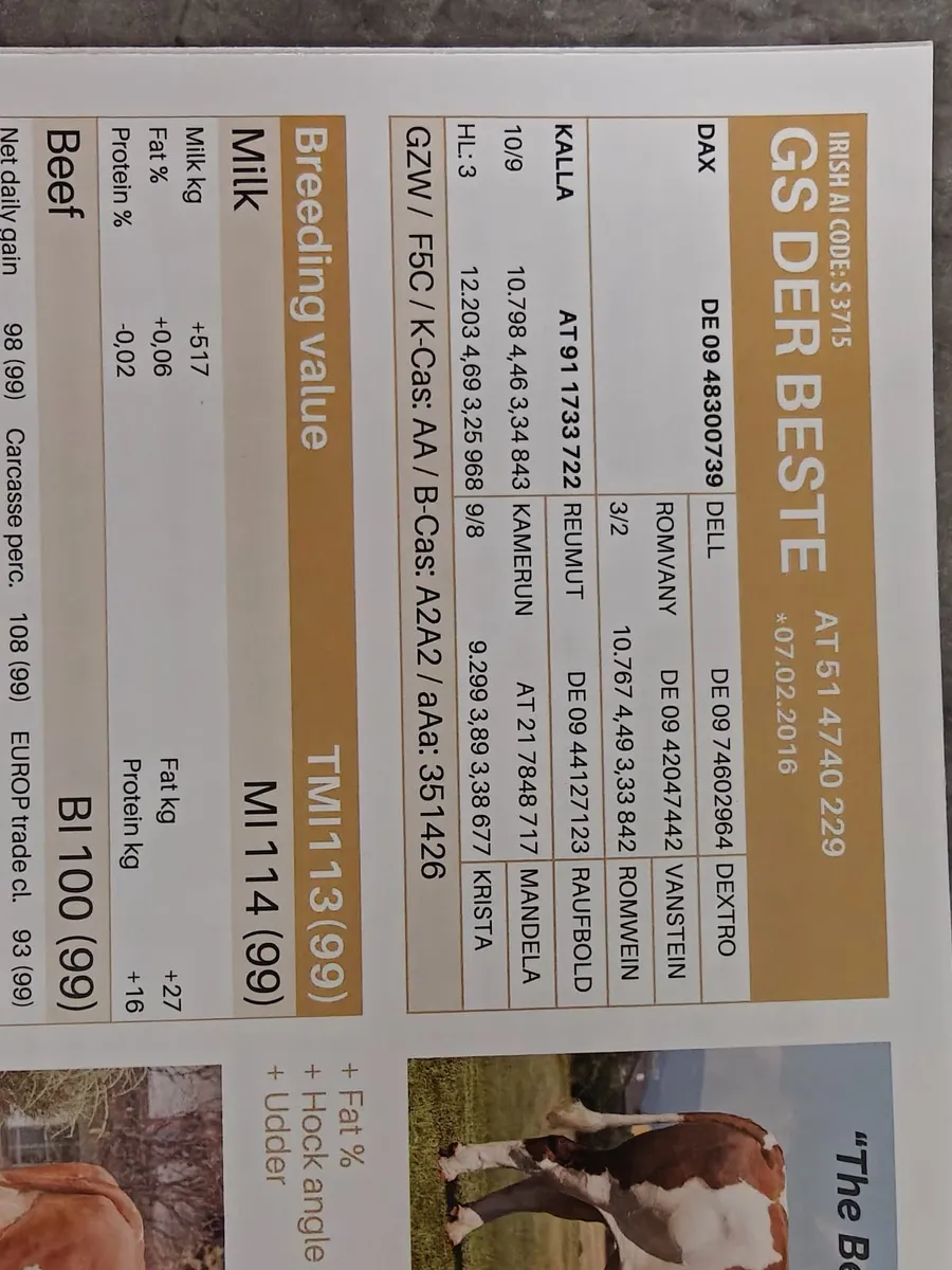 Fleckvieh Bulls - Image 4