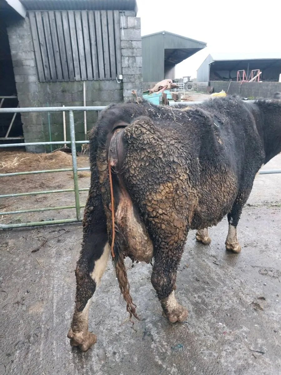 Foster cow - Image 1