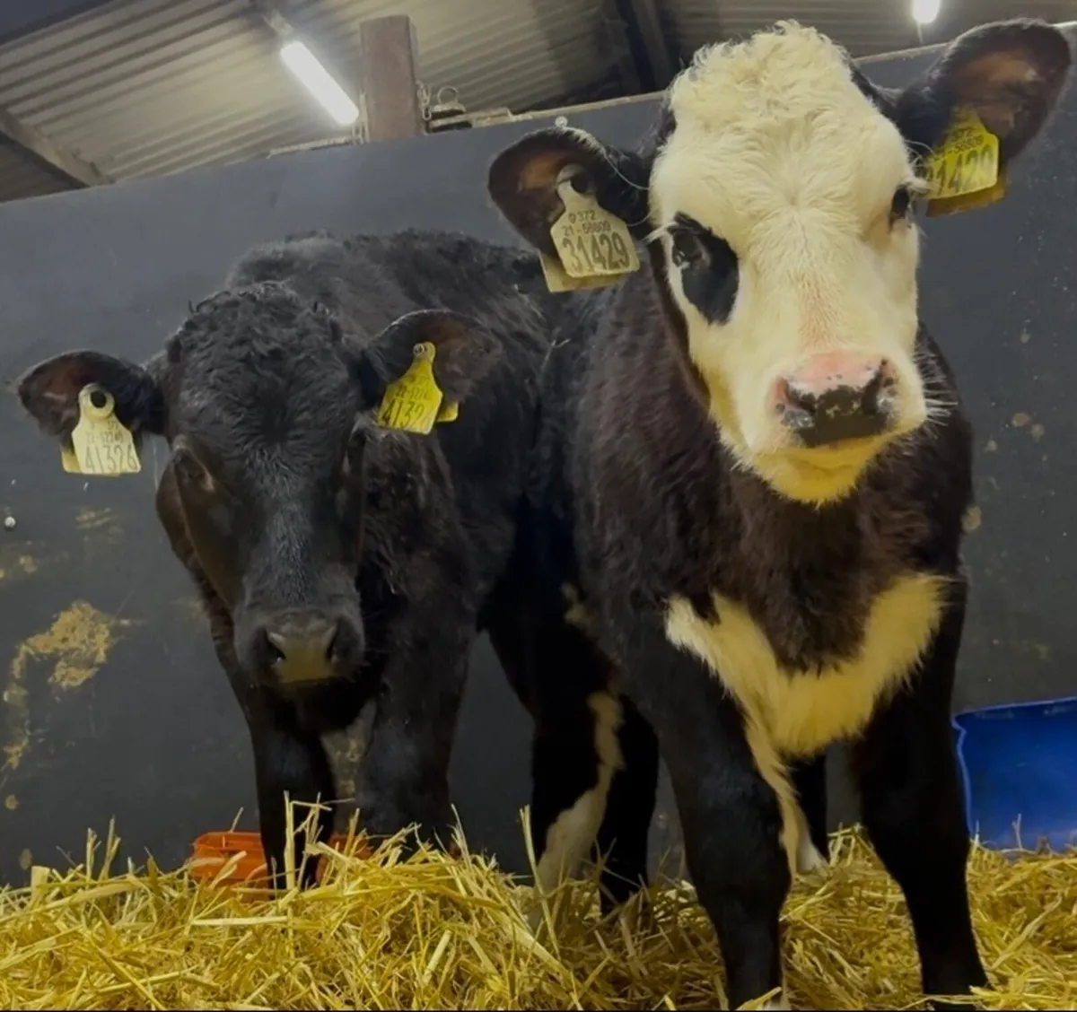 3 smashing reared heifer calves - Image 2