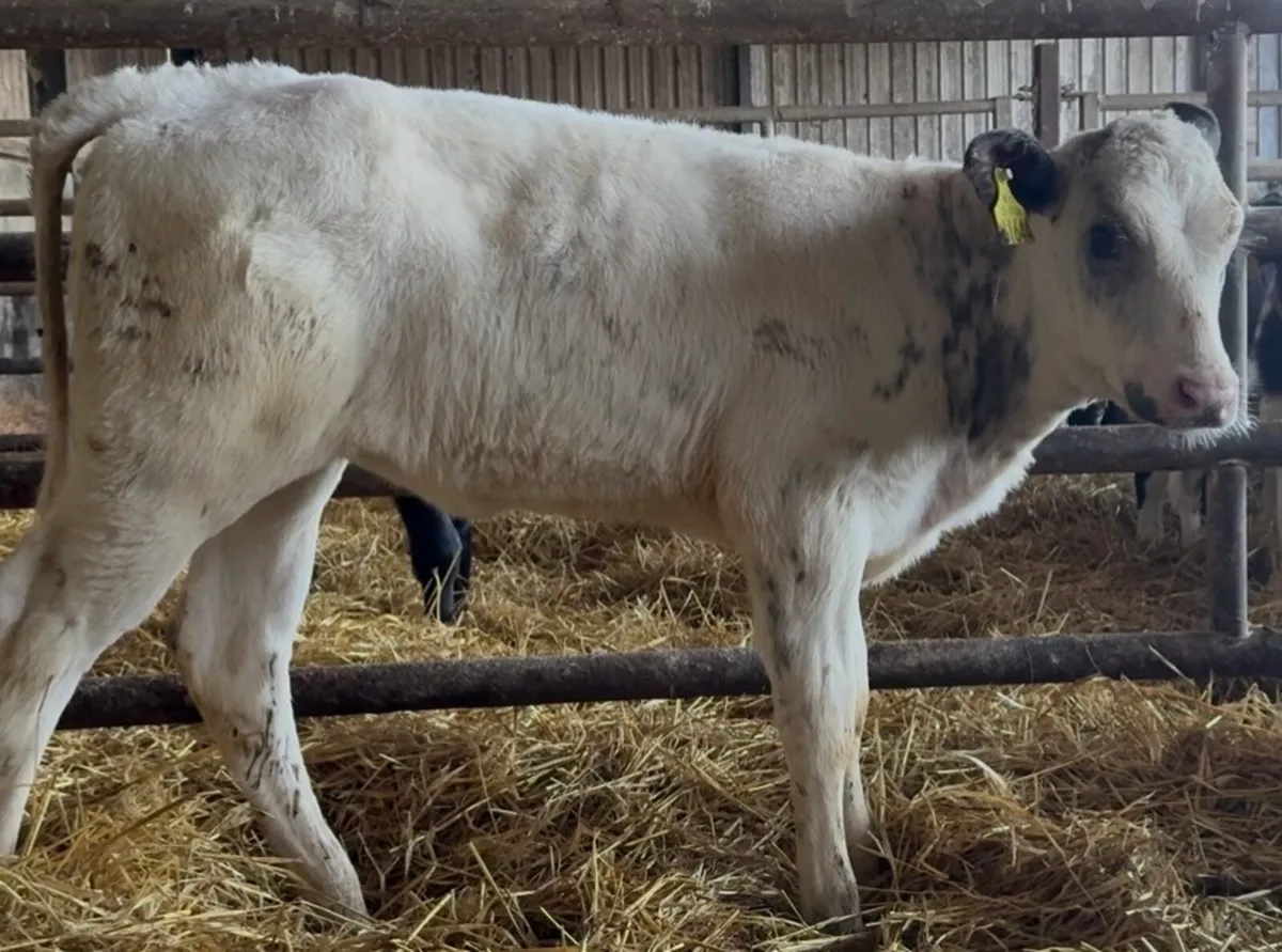 3 smashing reared heifer calves - Image 3