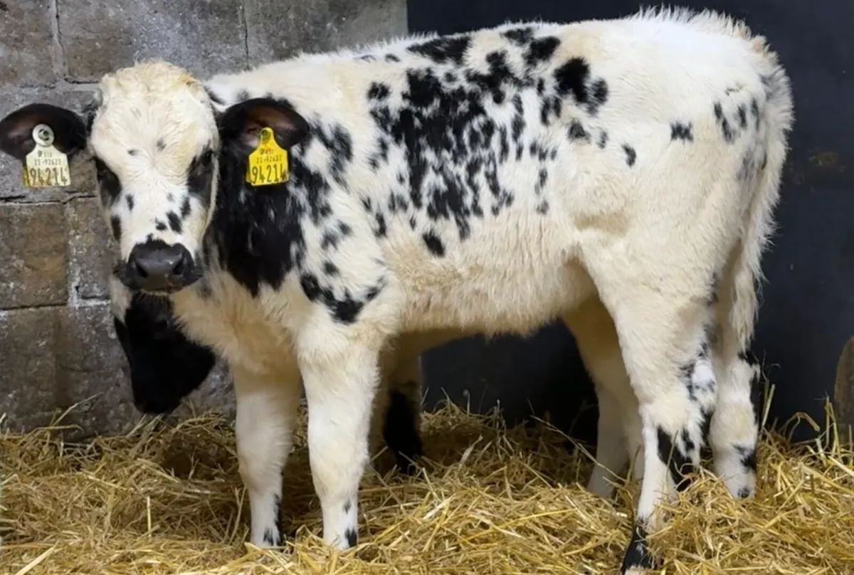 3 smashing reared heifer calves - Image 1