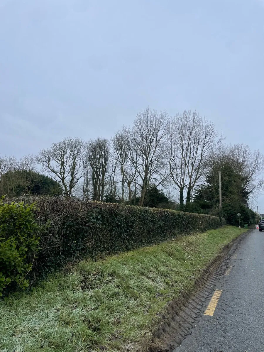 Hedge cutting - Image 2