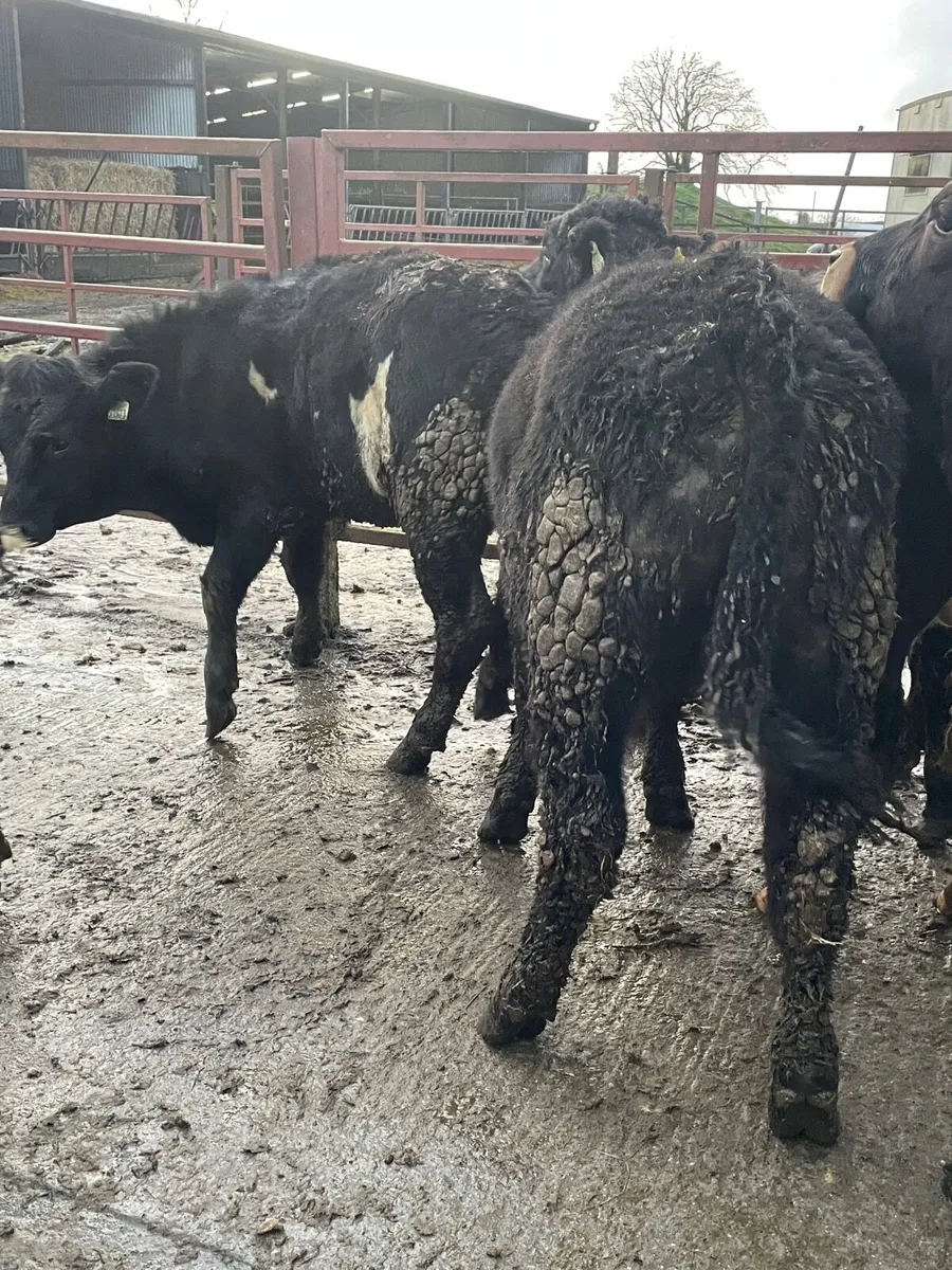 Yearling bullocks - Image 2