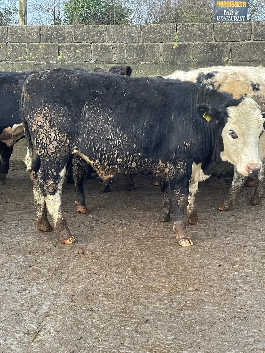 Yearling bullocks - Image 1