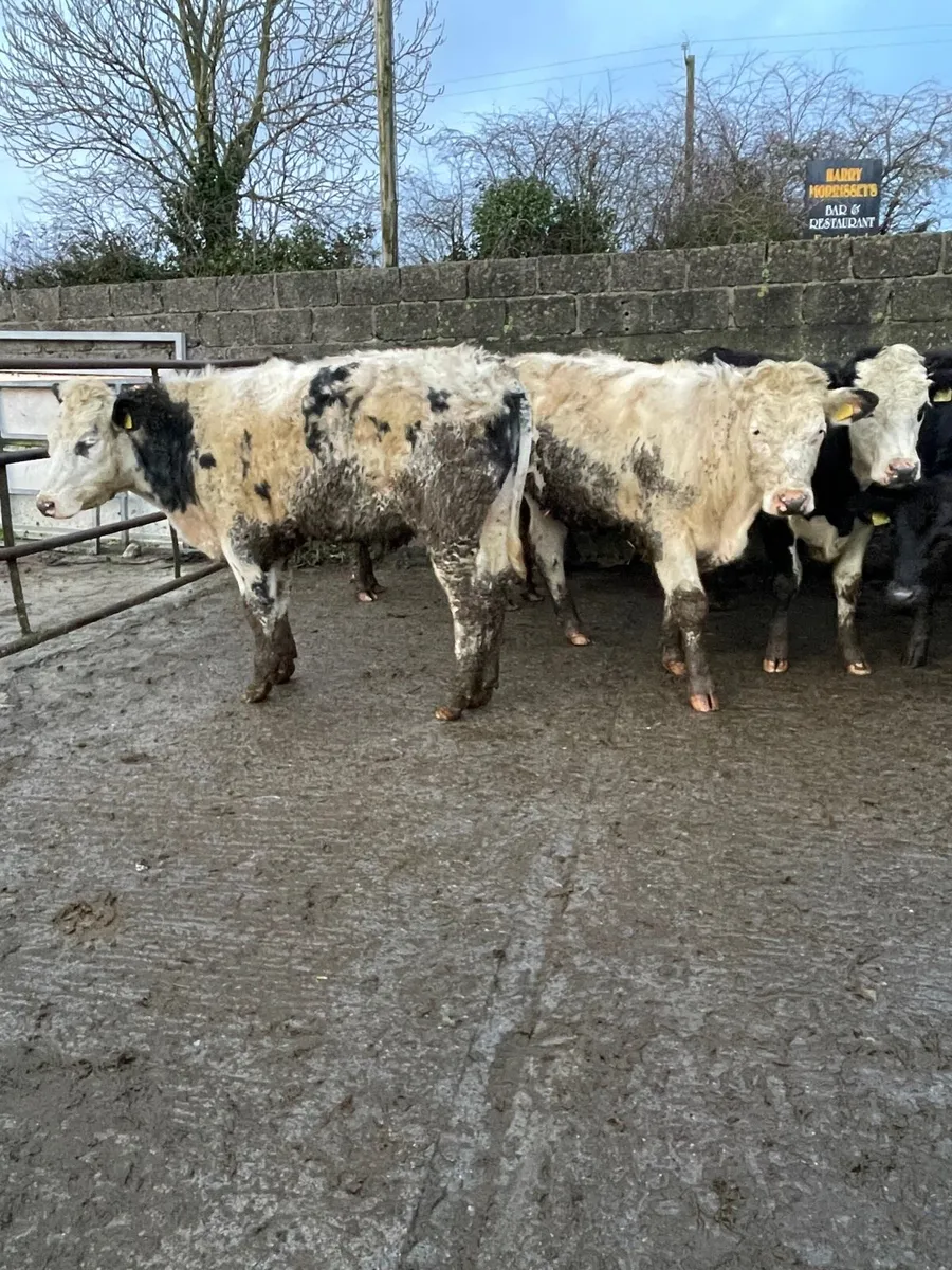 Yearling bullocks - Image 4