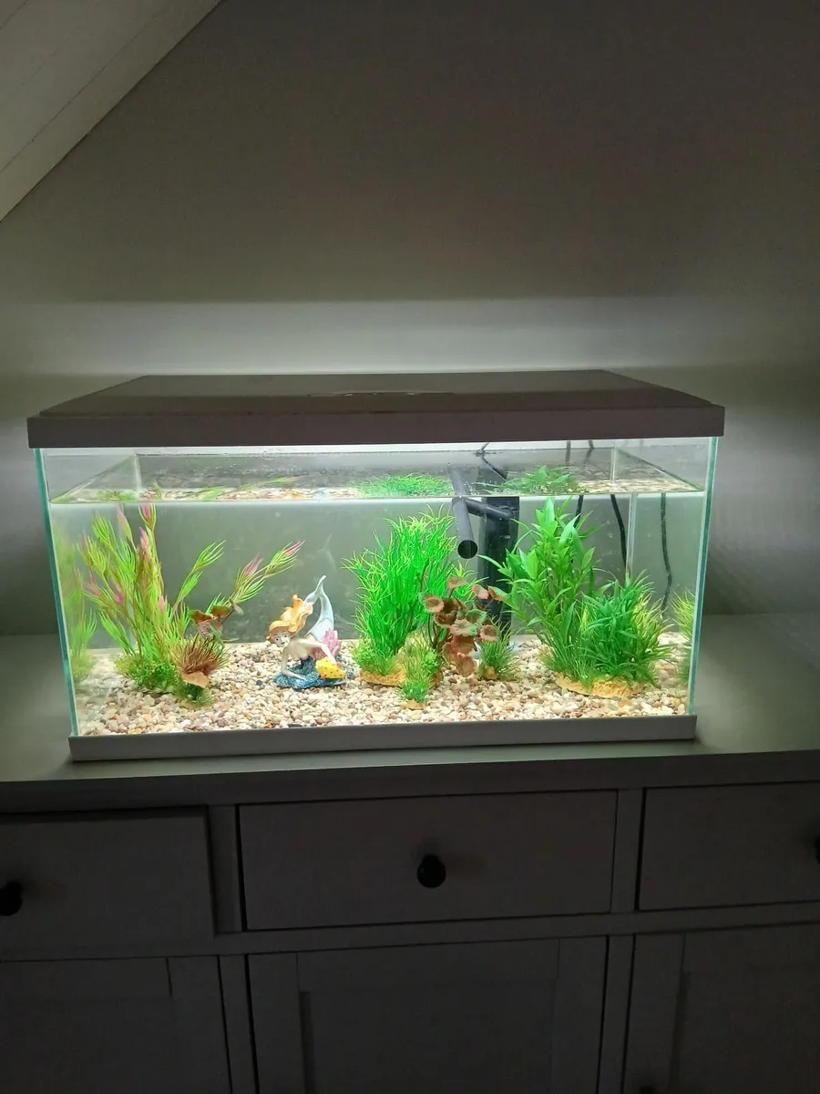 Fish tank - Image 1
