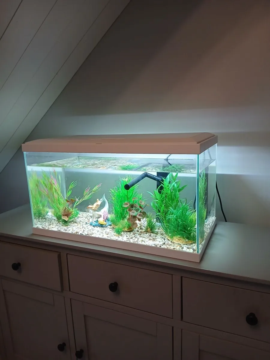 Fish tank - Image 3