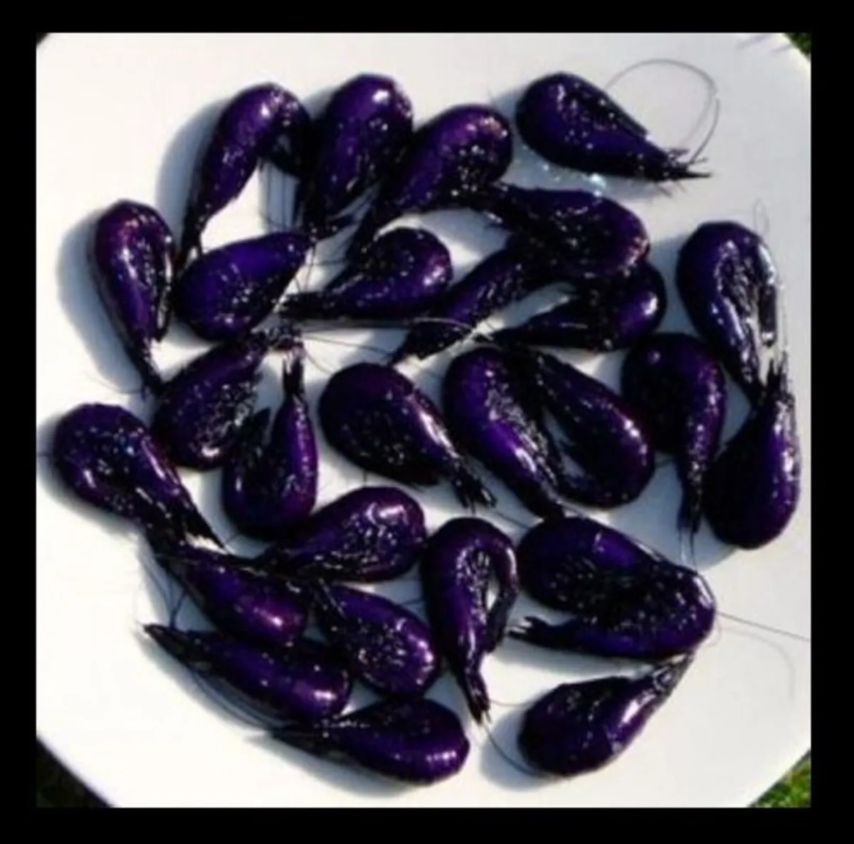 Fresh Dyed Purple Shrimp/ Prawns