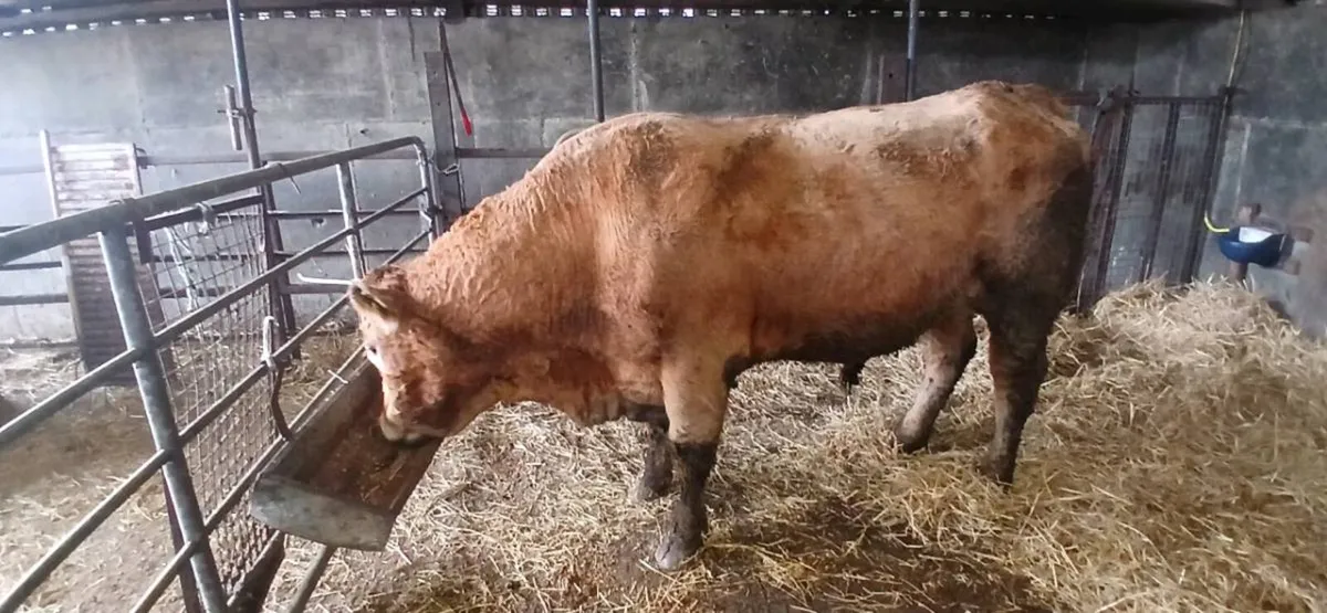 Limousin bull 5 Star - Image 2