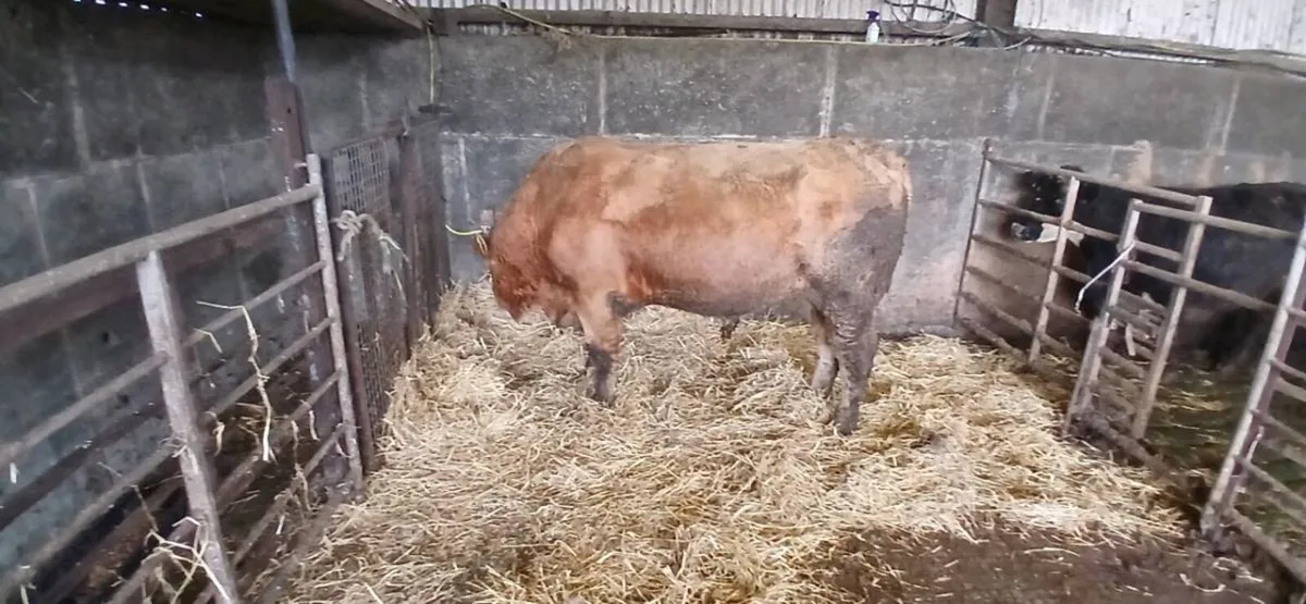 Limousin bull 5 Star - Image 4