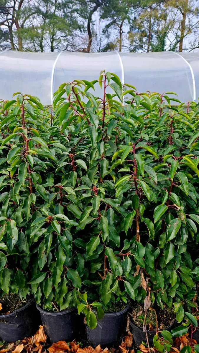 Portuguese Laurel Hedging 3ltr pots 40-60cm - Image 2