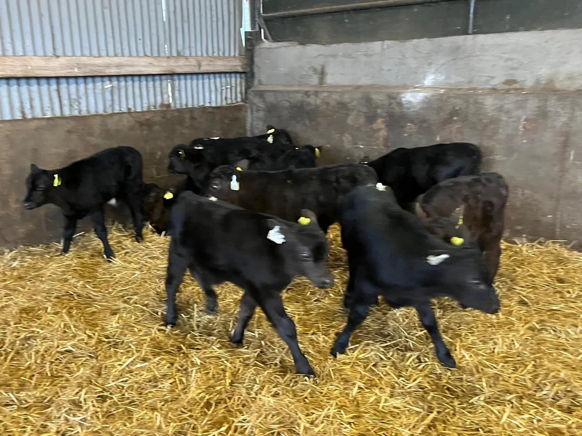 12 super strong Angus bull calf’s - Image 1