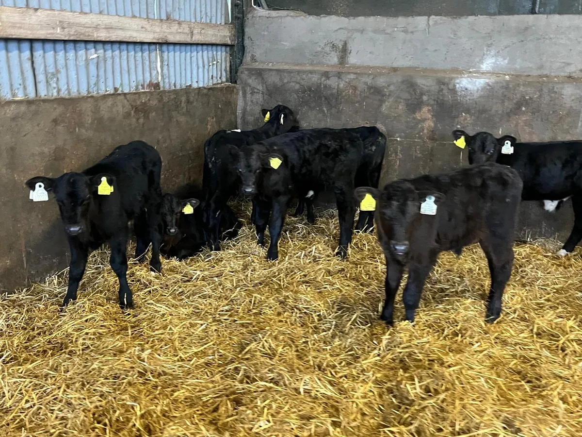 12 super strong Angus bull calf’s - Image 2